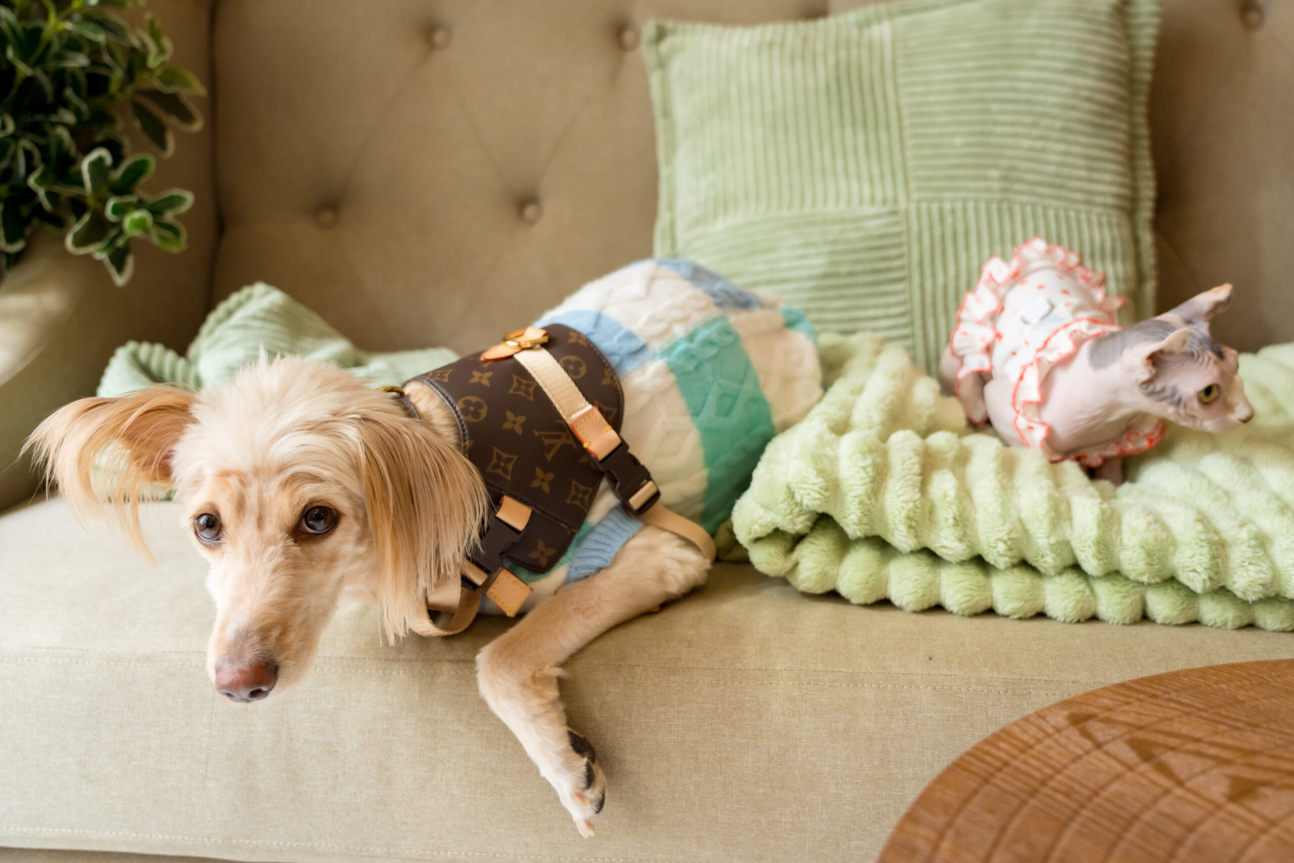 Pawtel Cafe Luxury Pet Lifestyle Destination Dog Cat 1