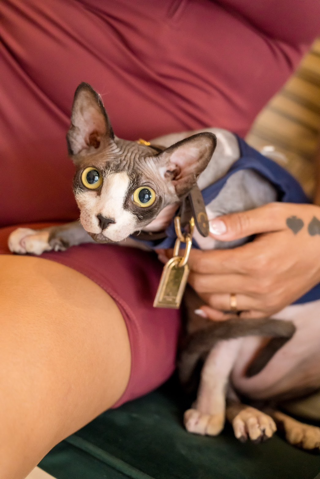 Pawtel Cafe Luxury Pet Lifestyle Destination Dog Cat 10