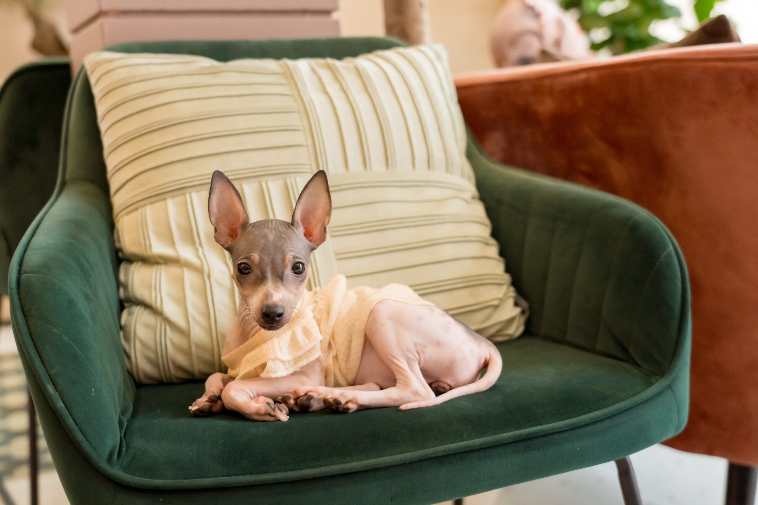 Pawtel Cafe Luxury Pet Lifestyle Destination Dog Cat 5