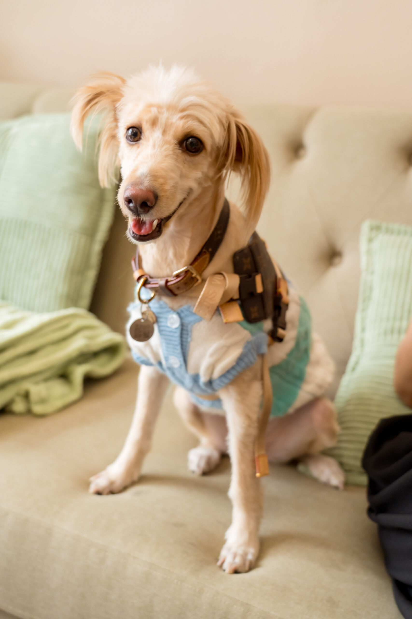 Pawtel Cafe Luxury Pet Lifestyle Destination Dog Cat 8