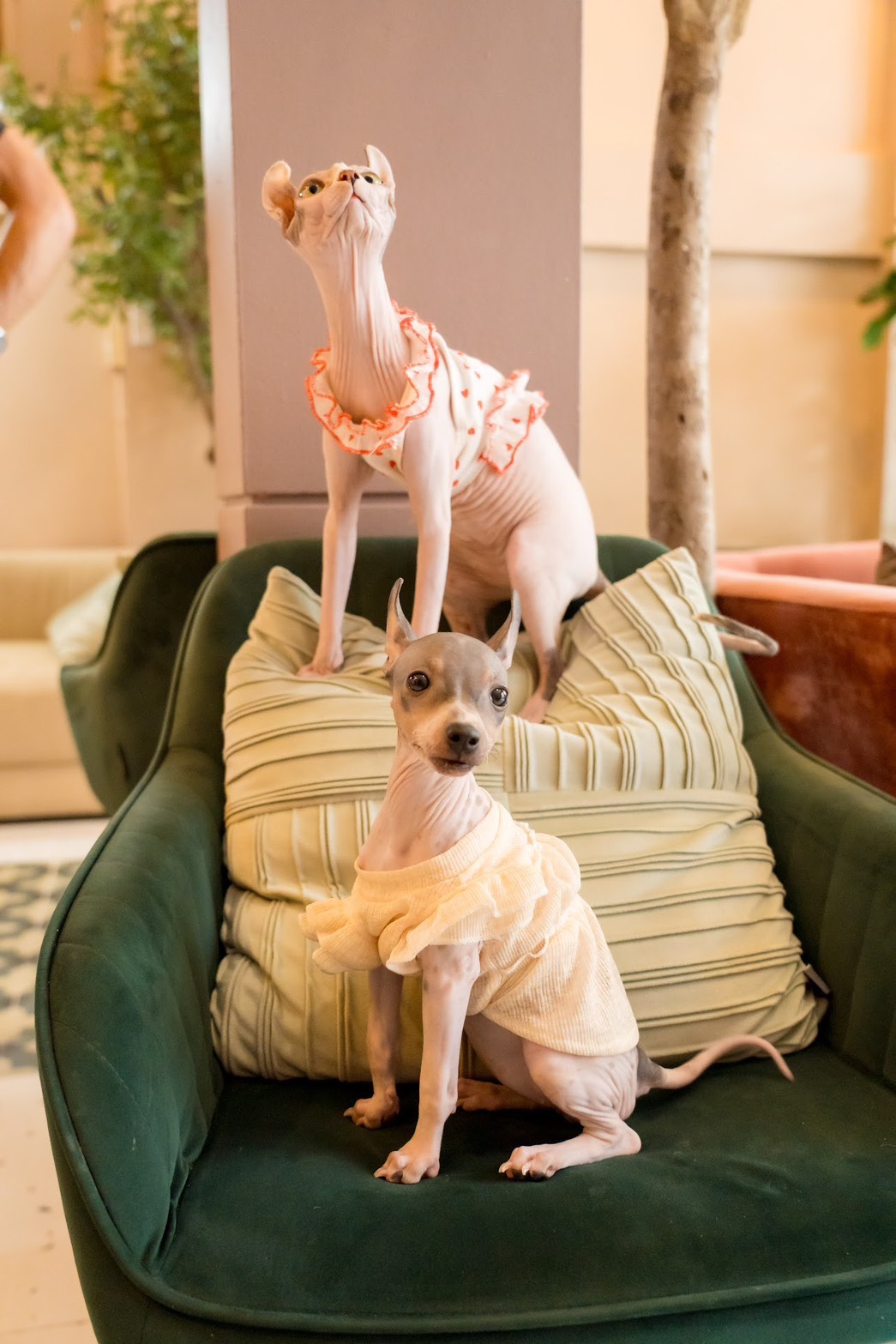 Pawtel Cafe Luxury Pet Lifestyle Destination Dog Cat 9